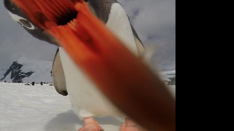 Imagem Pinguim ataca câmera durante expedição à Antártica; veja foto fantástica