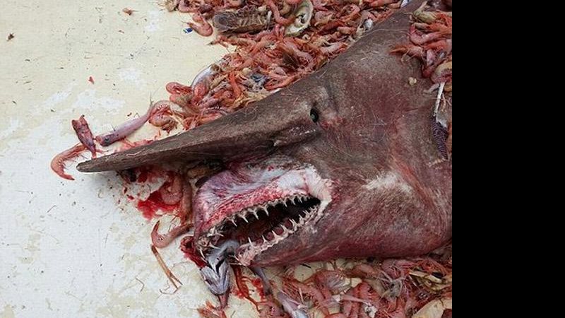 Imagem Pescador fisga tubarão-duende de 5,4 metros no Golfo do México