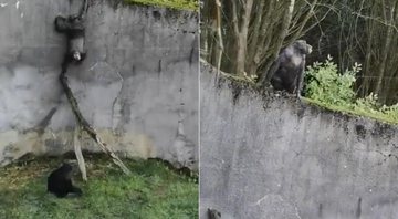 Chimpanzés usaram um galho como escada para escapar de cercado em Belfast, na Irlanda do Norte - Foto: Reprodução/ Facebook
